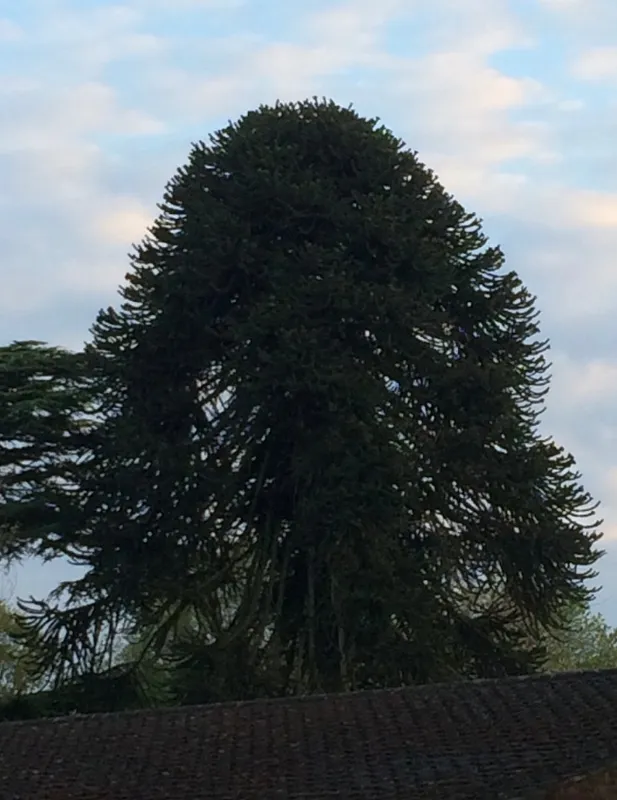 The East Grinstead (in reality, Felbridge) Monkey Tree