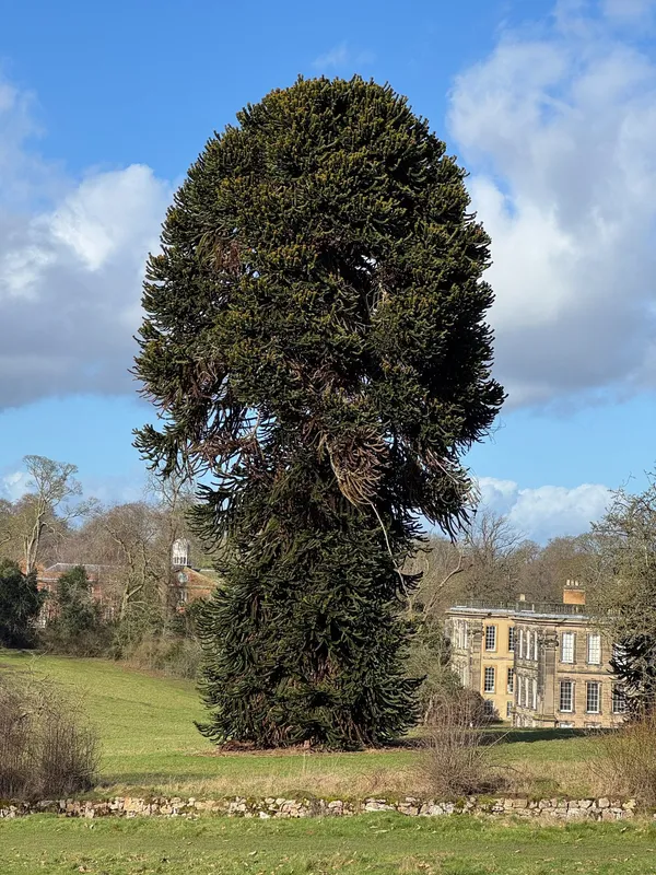Monkey puzzle tree image