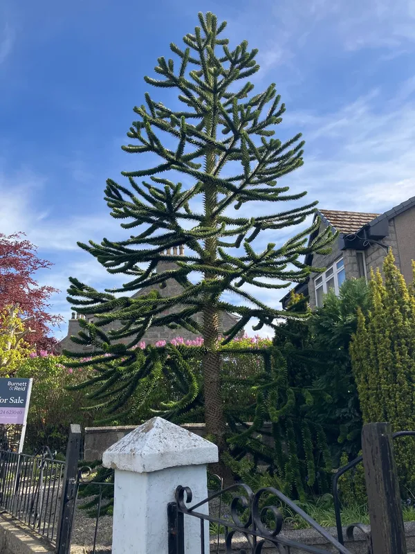 Clifton Road giant