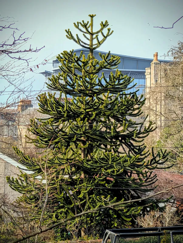 Hiding behind the houses