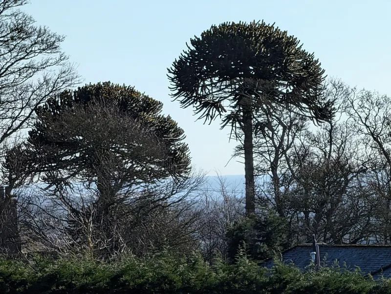 One of Two in Burnside of Duntrune