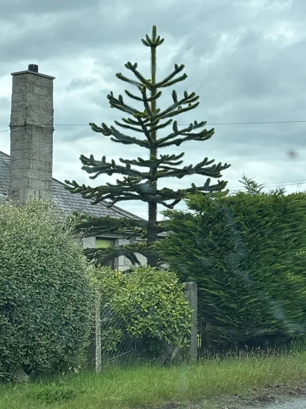 Monkey puzzle tree image
