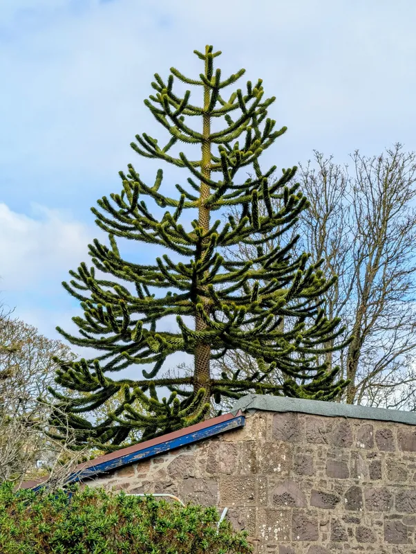 Another stoney spiker 