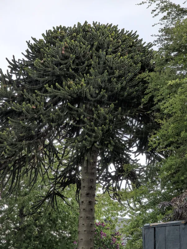 Monkey puzzle tree image