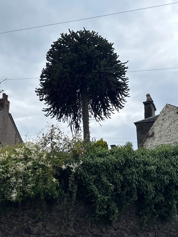 Tayport Topper