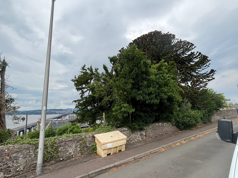 Tree with a view