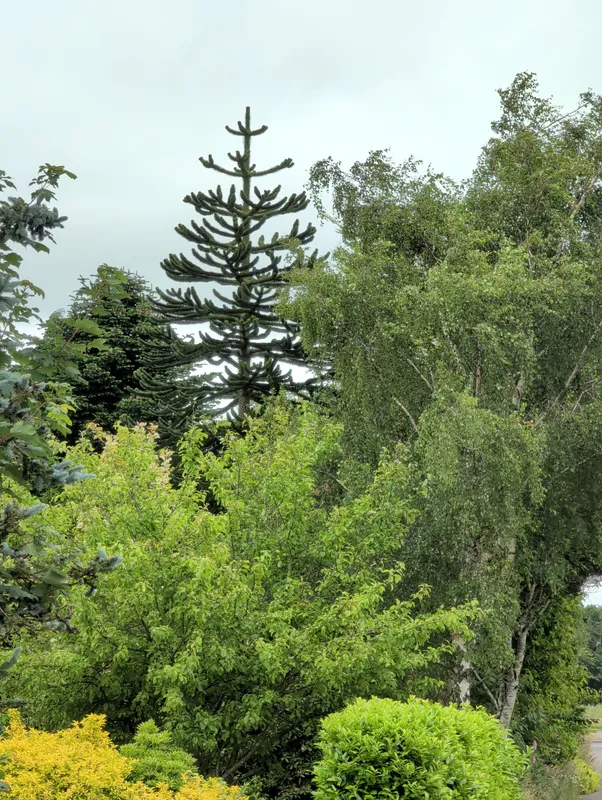 Monkey puzzle tree image