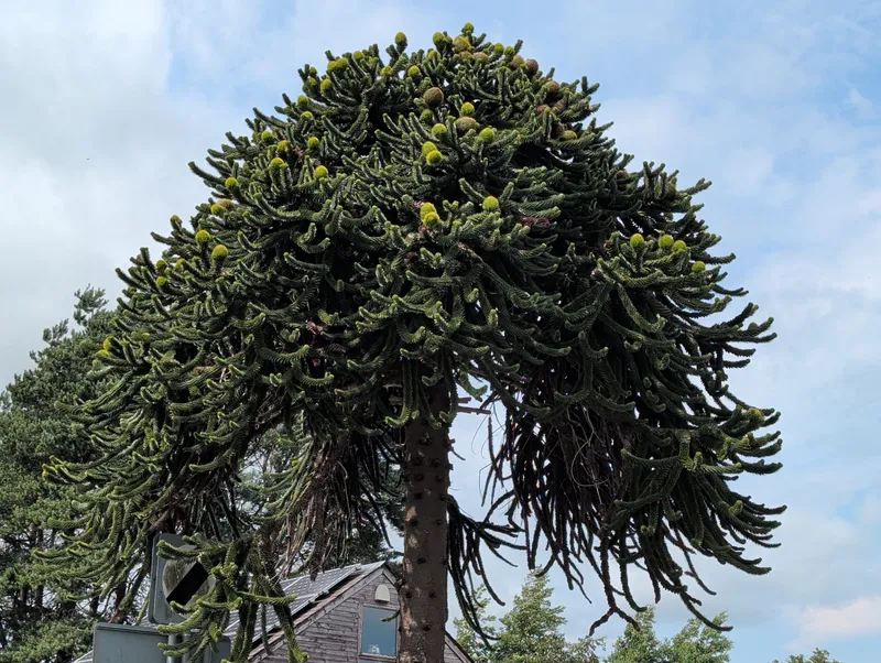 Monkey puzzle tree image
