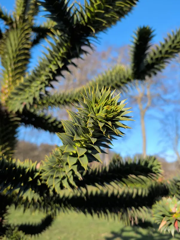 Seaton park teenager