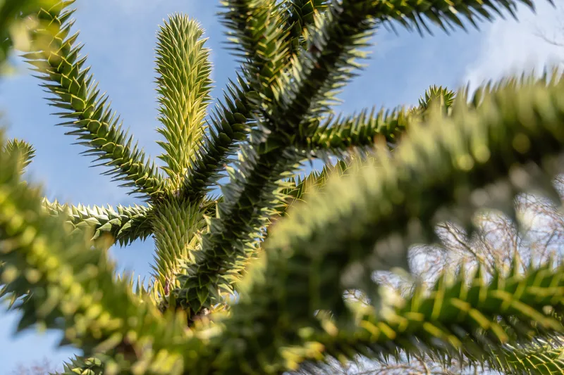 Vandalised in Duthie Park