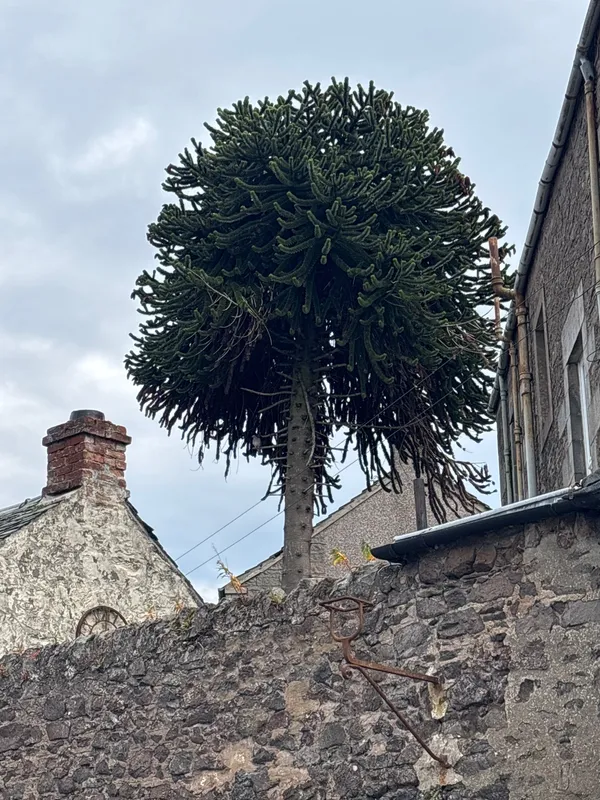 Tayport Topper