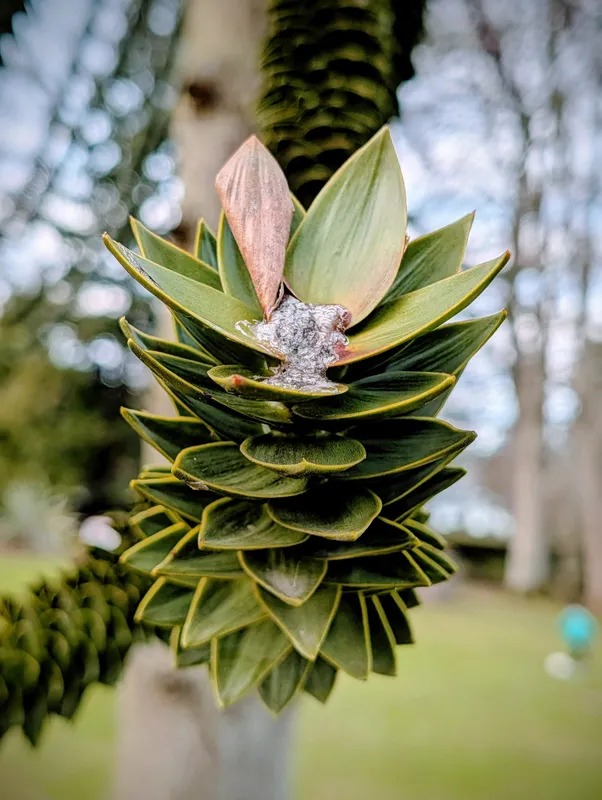 Hazelhead cafe main event 