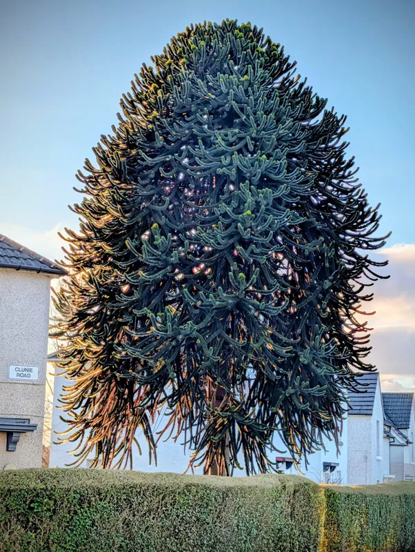 Across from Bellahouston