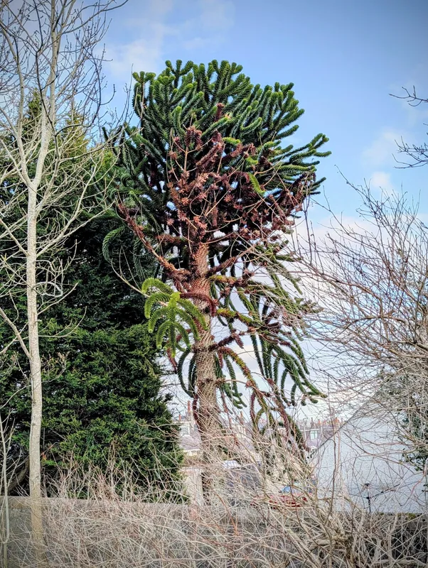Straggly with some brown leaves