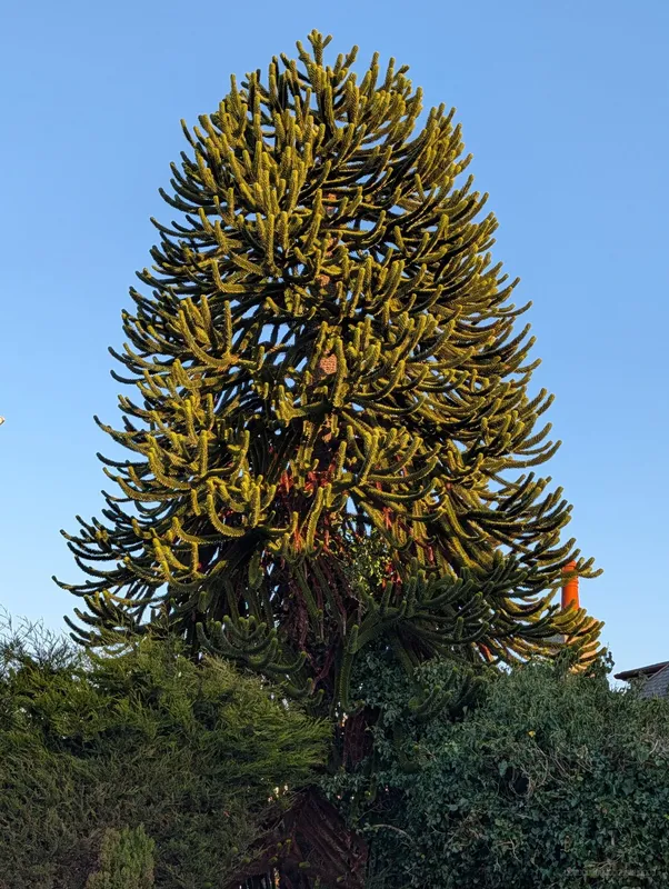 Bridge of Don Backyard Brawler