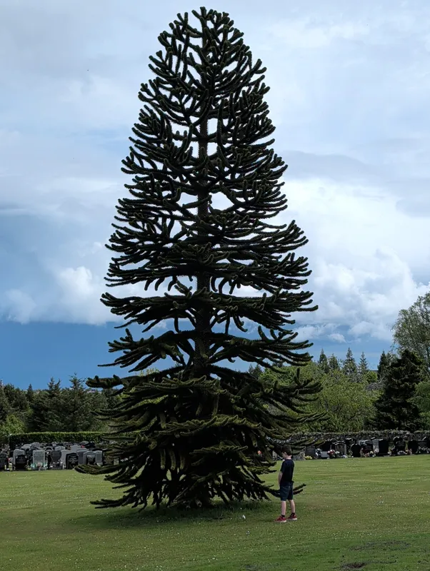 Hazelhead Cemetery 