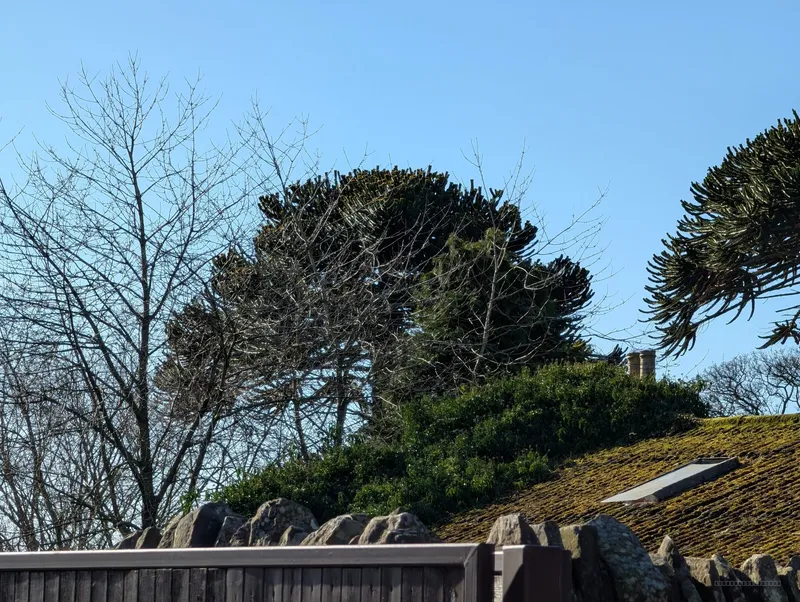 The Smaller of Two in Burnside of Duntrune