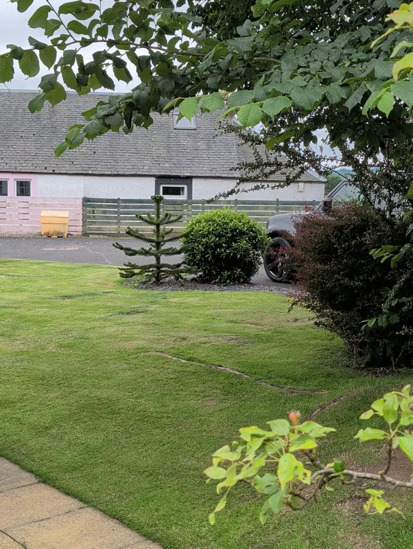 Monkey puzzle tree image