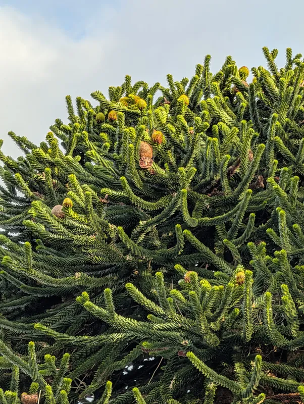 Monkey puzzle tree image