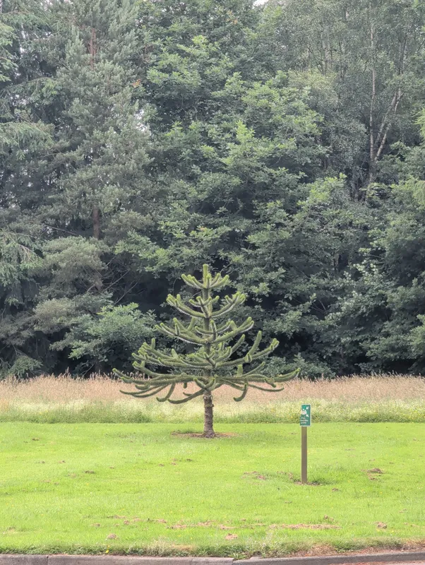 Monkey puzzle tree image