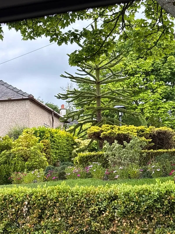 Monkey puzzle tree image