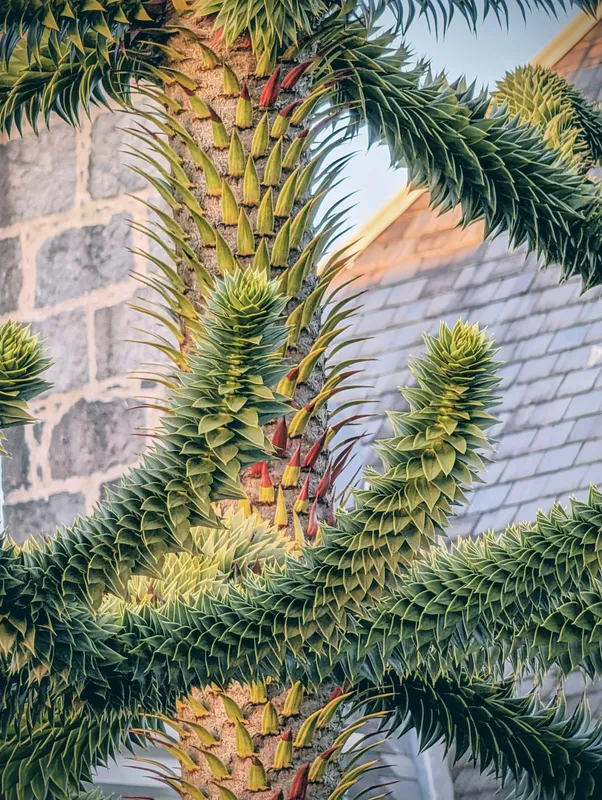 Golden hour front garden puzzler 