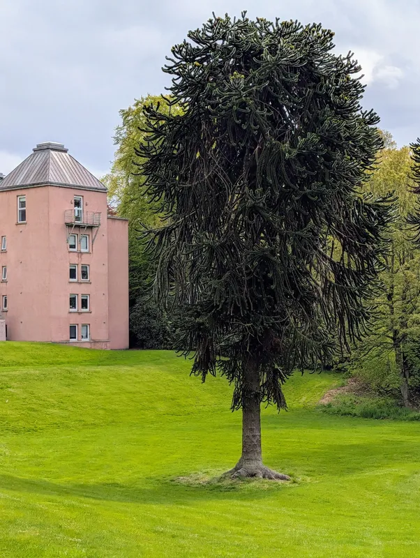 One of Two fantastic trees in the same spot in RGU Garthdee