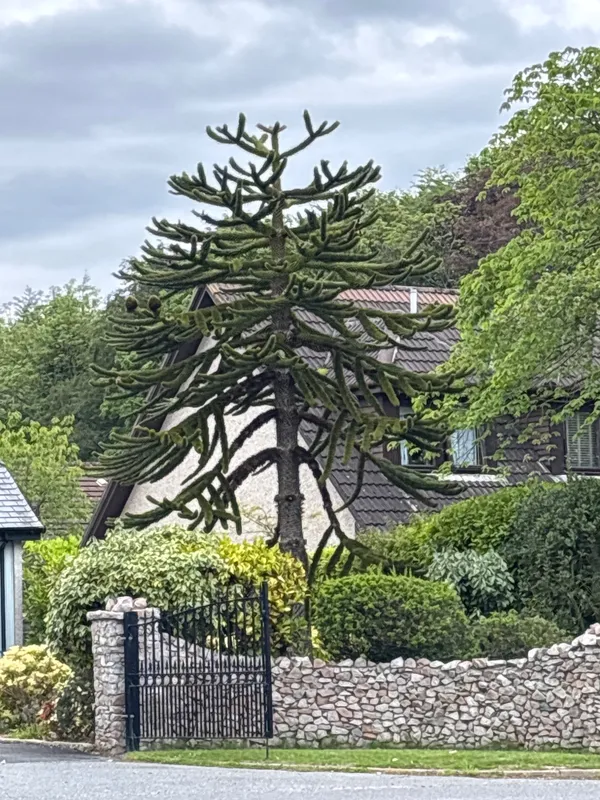 Monkey puzzle tree image
