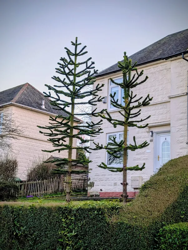 Cardonald skinny twins