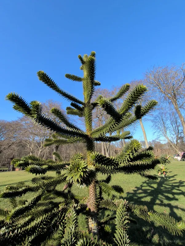 Seaton park teenager