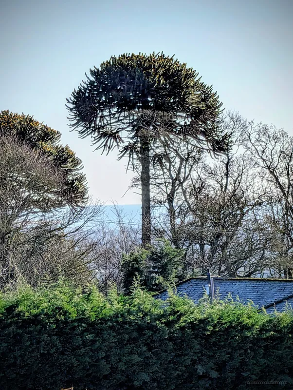 One of Two in Burnside of Duntrune