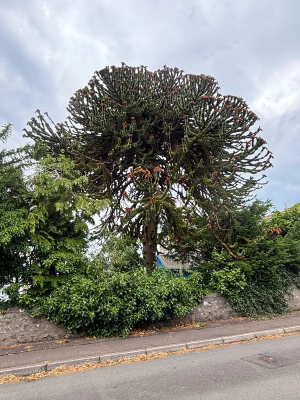 Tree with a view