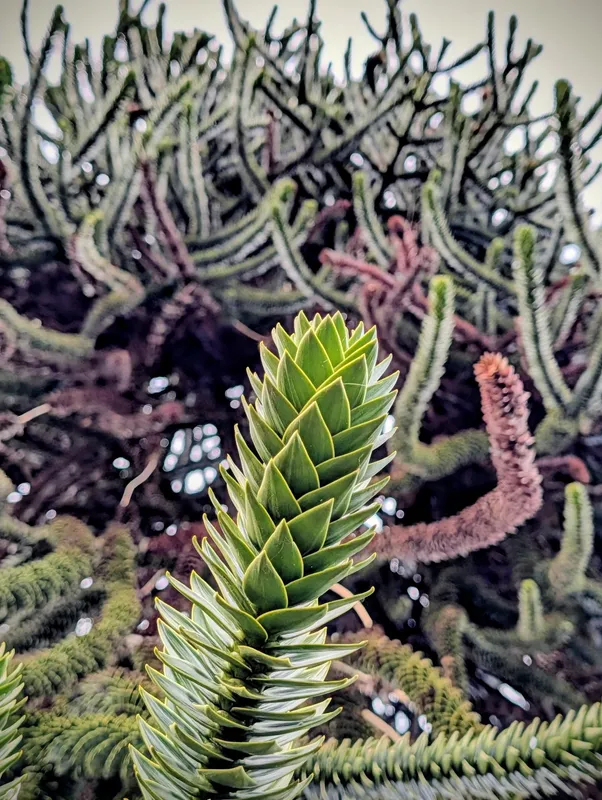 Hazelhead cafe main event 