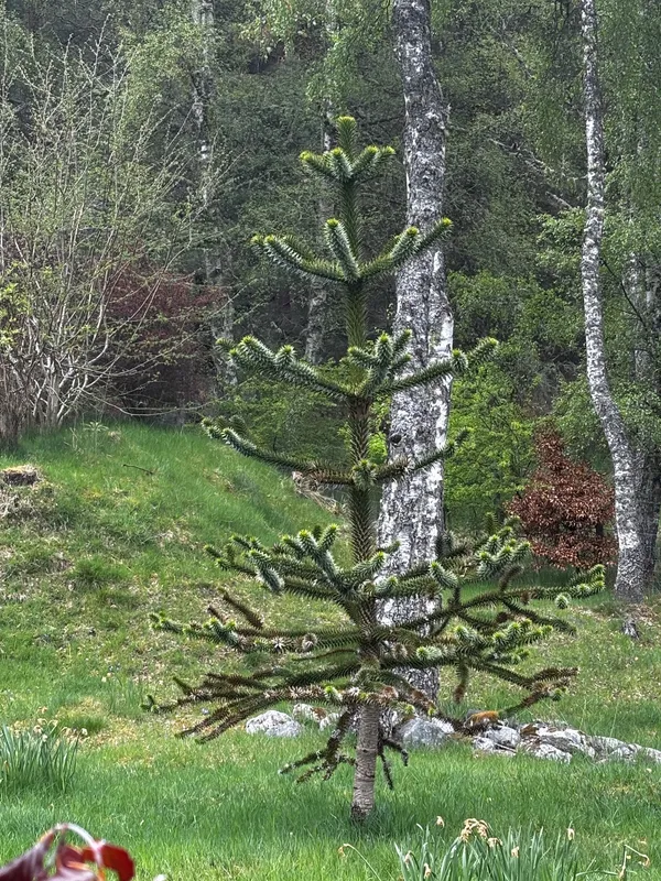 Lonely Highland Puzzler