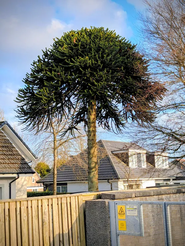 Monkey puzzle tree image
