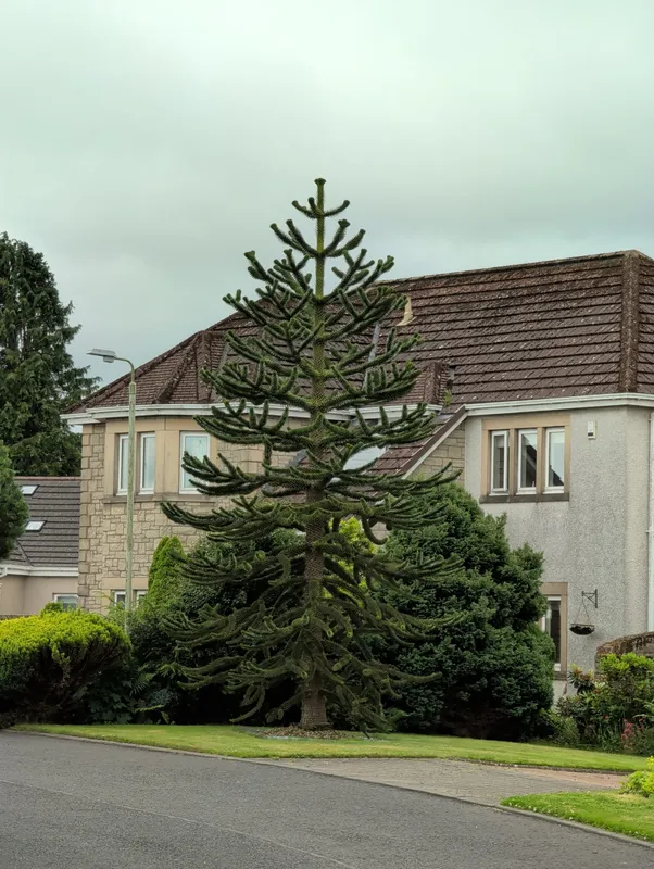 Monkey puzzle tree image