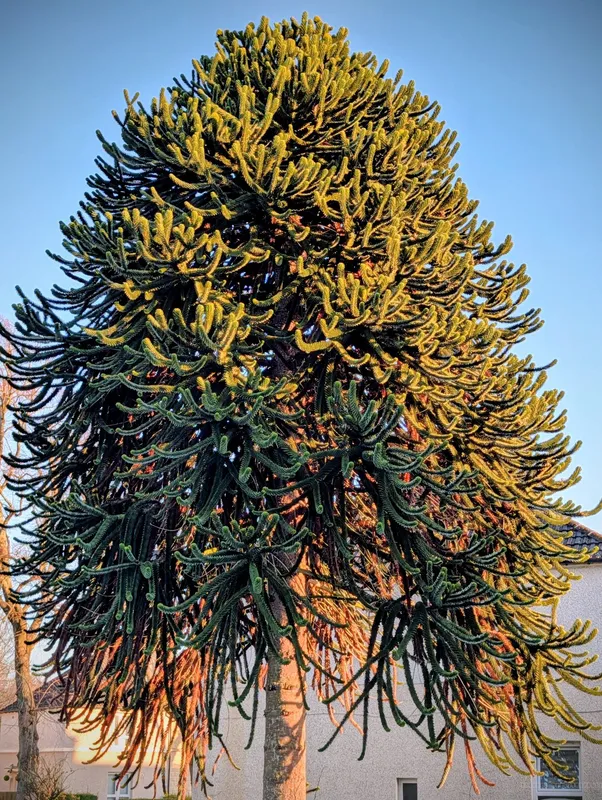 Across from Bellahouston