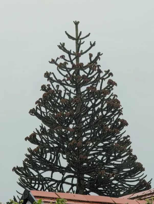 Monkey puzzle tree image