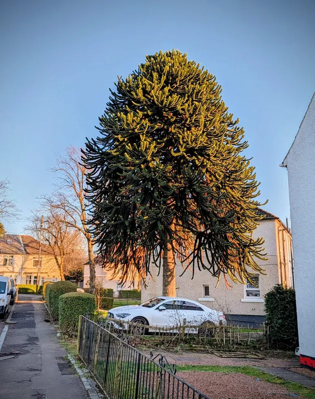 Across from Bellahouston