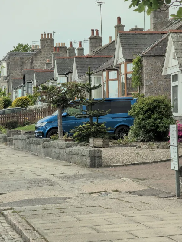 Monkey puzzle tree image