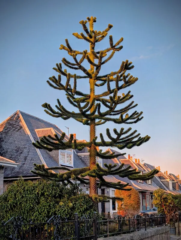 Golden hour front garden puzzler 