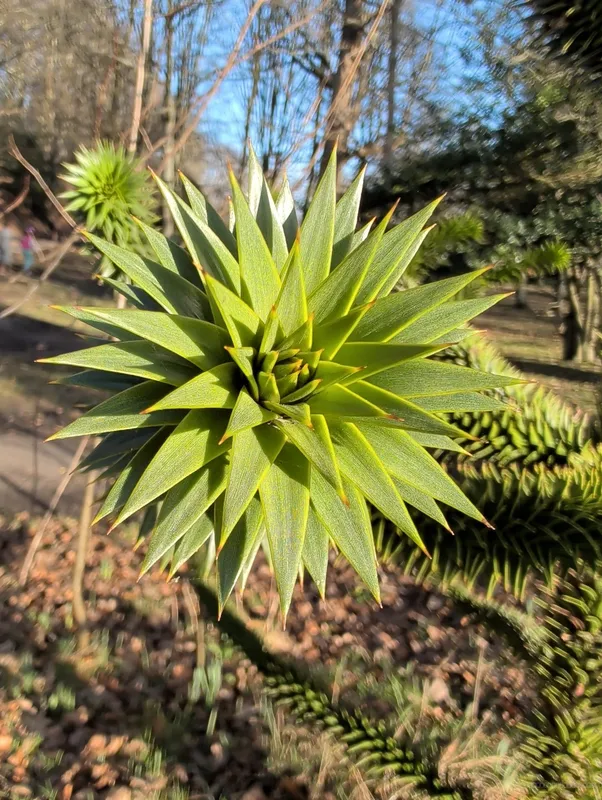 Hiding in the bushes