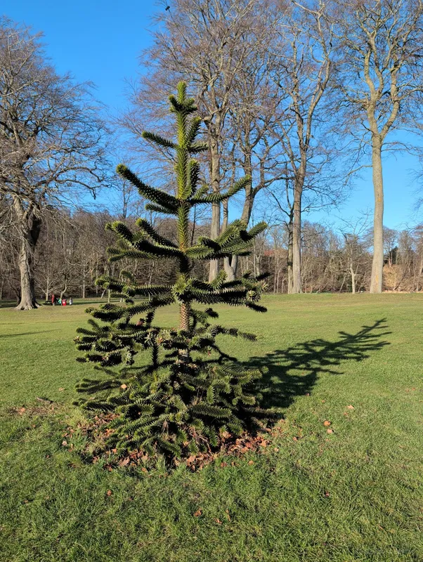 Seaton park teenager