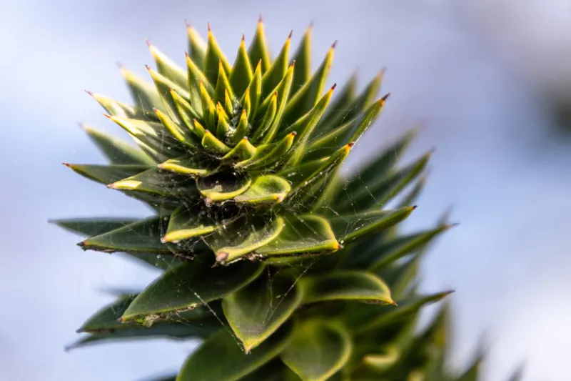 Vandalised in Duthie Park