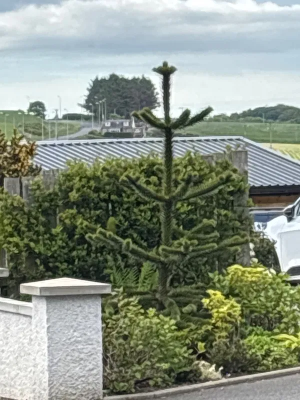 Monkey puzzle tree image