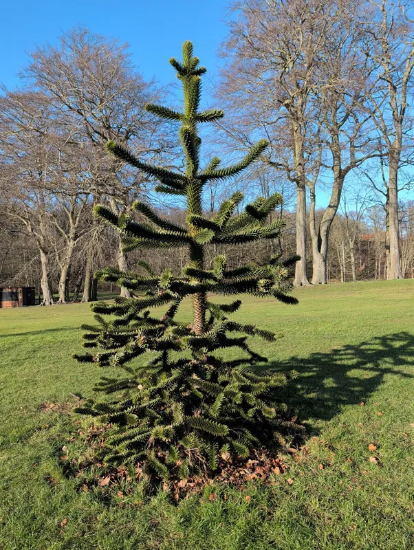 Seaton park teenager