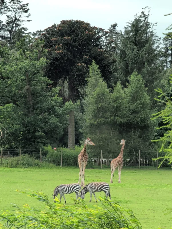 The giraffe, the zebra, and the MP