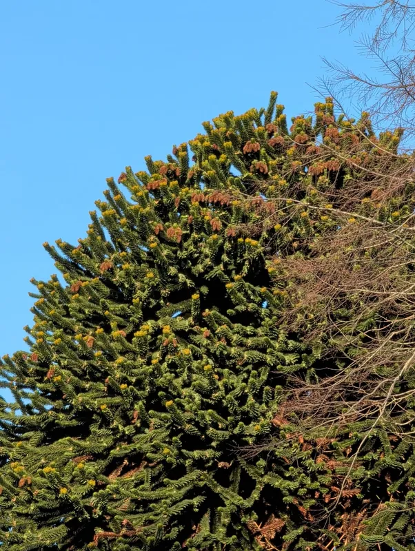 Beauty in the botanics