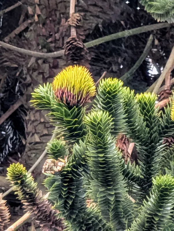 Back garden with St Machar's Cathedral in view