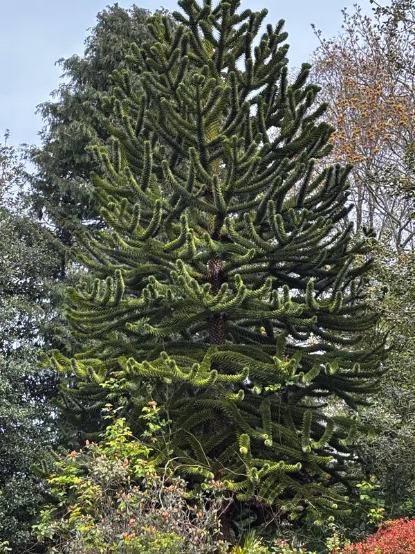Ellislea Rd Garden